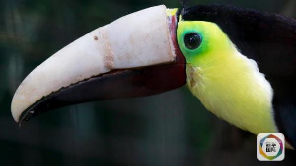 哥斯大黎加“網紅”巨嘴鳥死亡 此前曾使用3D列印鳥喙