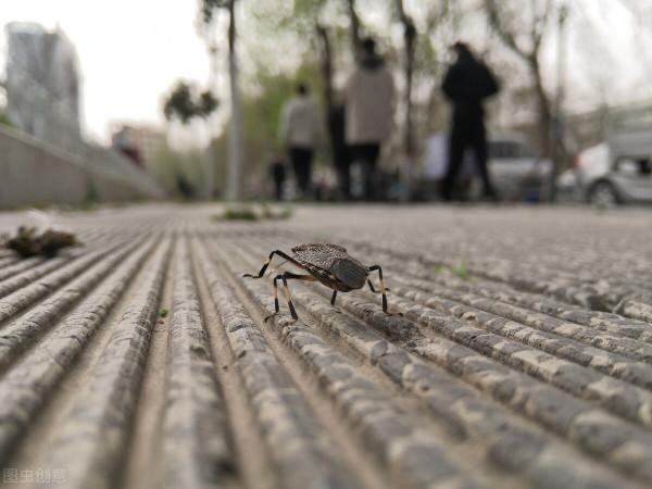 隨處可見的“臭姑娘”,好幾百一斤遭瘋搶!臭屁蟲到底有什麼用? 隨處可見的“臭姑娘”,好幾百一斤遭瘋搶!臭屁蟲到底有什麼用?