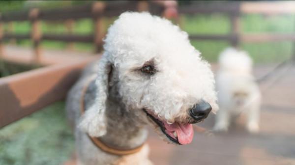 這16種狗,就算過敏人士也能養 這16種狗,就算過敏人士也能養