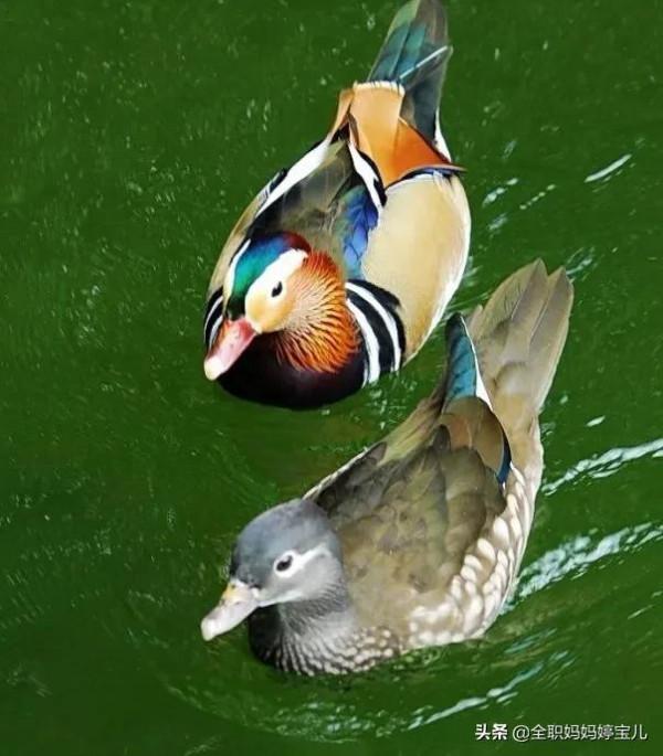 分享——比翼鳥