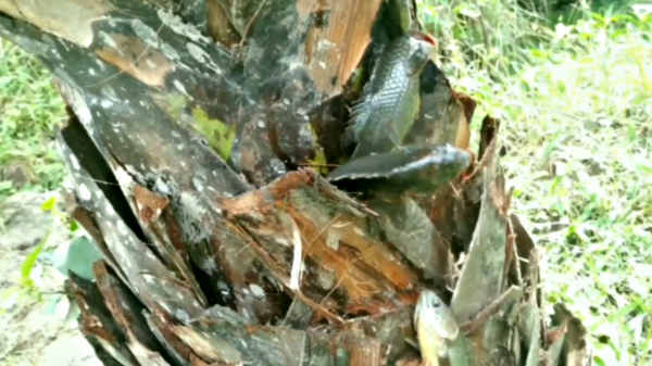 魚竟然也可以上岸行走？上樹爬山都可以，只要吃貨別擋道