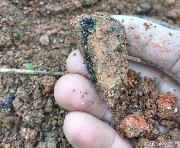 9種土別拿來養花，對花不好，容易黃葉爛根