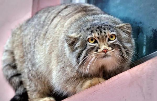 “貓中呂布”兔猻：脾氣火爆的國家二級保護動物