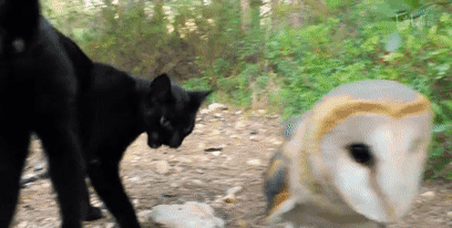 這隻貓天天和貓頭鷹幹架,卻打出了一段黑白配神仙友情 這隻貓天天和貓頭鷹幹架,卻打出了一段黑白配神仙友情