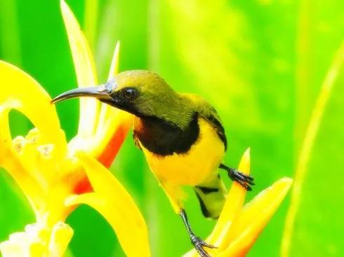分享圖片,色彩斑斕,美麗無比的太陽鳥 分享圖片,色彩斑斕,美麗無比的太陽鳥