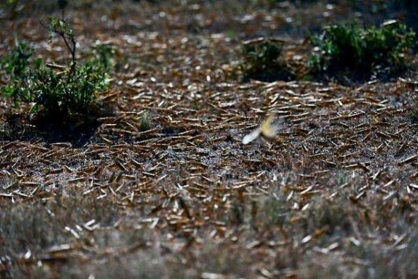 滅蝗大作戰！20萬隻粉紅椋鳥已抵達了新疆，蝗蟲還夠吃嗎？