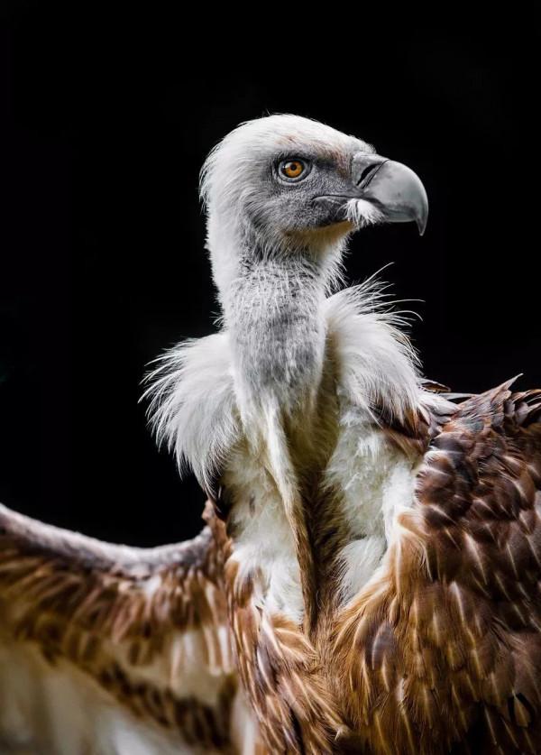 可愛而美麗的鳥類