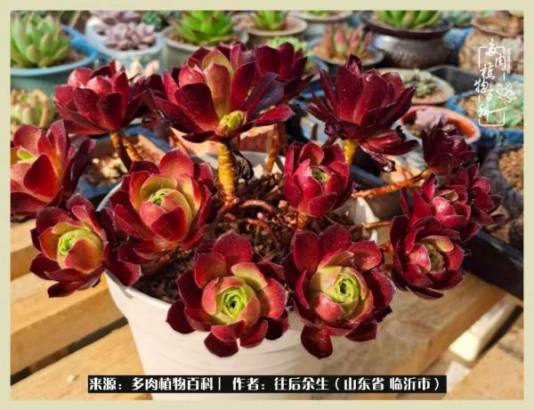 北方有多肉,絕世而獨立!一顧傾人城,再顧傾人國 北方有多肉,絕世而獨立!一顧傾人城,再顧傾人國