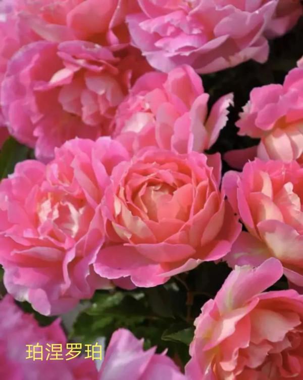 木村卓功及木村系列月季品種（4）