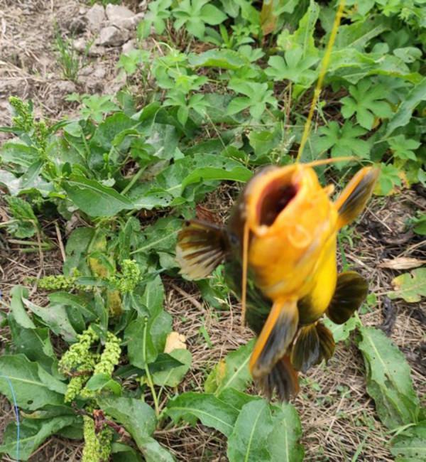 我知道三點釣黃辣丁的方法，像我這種空軍的人都能釣到