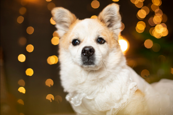 排名前十的大暖狗，快來看看你家狗狗上榜嗎？