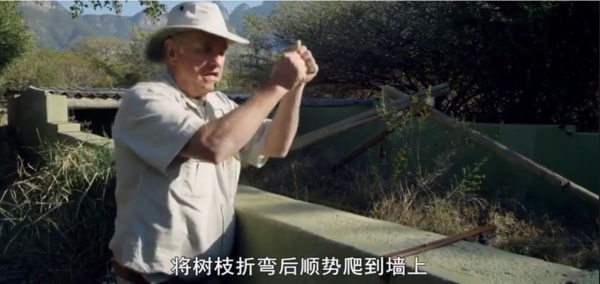 永不服輸的蜜獾，曾經有一個保護區飼養了兩隻，後來怎麼樣了？