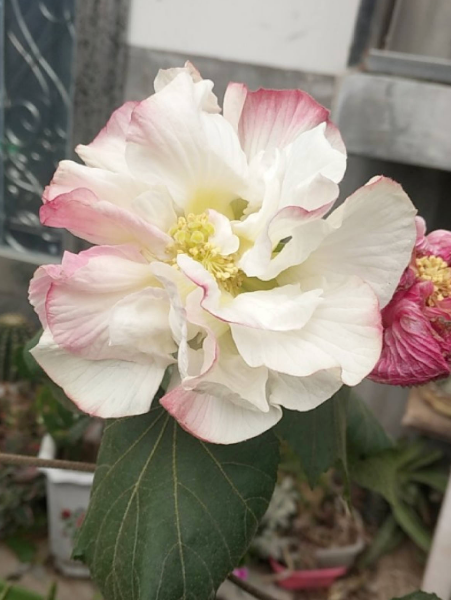 1種花天生會“變臉”，開放是紅色，衰敗變白色，見過的人真不多