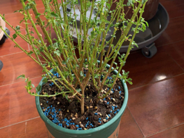 花成了光桿司令，剪一刀撒點藥，很快冒新芽