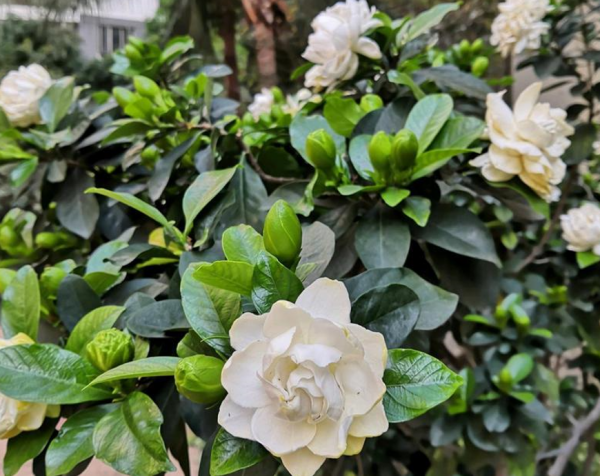 買梔子花如何區分“品質”?記住3點,買到合適的,才能年年開花 買梔子花如何區分“品質”?記住3點,買到合適的,才能年年開花