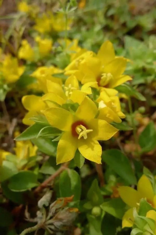 《百花集》（二百六十七）