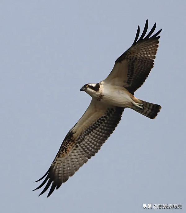 這兩種動物是莊子先生的筆下的“鯤”和“鵬”的這兩種動物的原型 這兩種動物是莊子先生的筆下的“鯤”和“鵬”的這兩種動物的原型