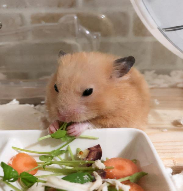 養倉鼠需要注意什麼事項呢? 養倉鼠需要注意什麼事項呢?