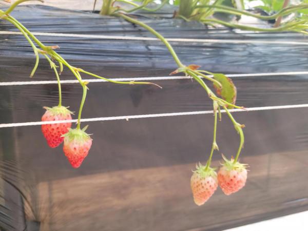 信都區李村鎮樂豐草莓採摘園叫人愛