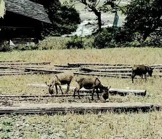 出格的勇氣與意義——讀楊永康的散文《驚喜記》