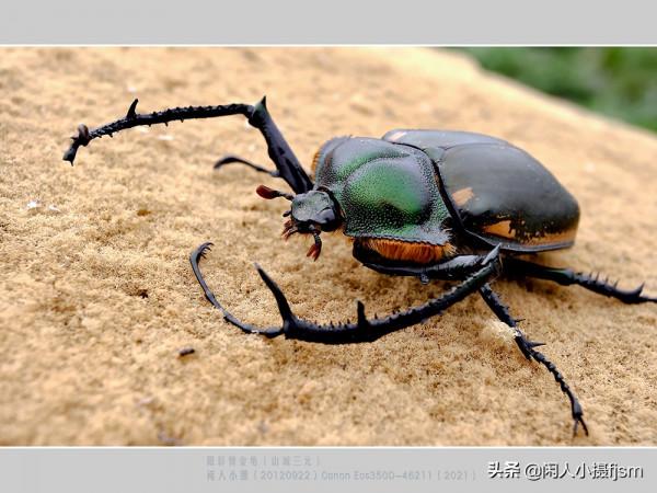 昆蟲攝影:看看傳說中的“一蟲值萬金”的陽彩臂金龜,是個啥模樣 昆蟲攝影:看看傳說中的“一蟲值萬金”的陽彩臂金龜,是個啥模樣