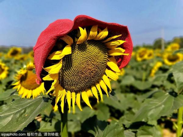 金秋去哪看向日葵花海?這三處強推!有的還能露營~ 金秋去哪看向日葵花海?這三處強推!有的還能露營~
