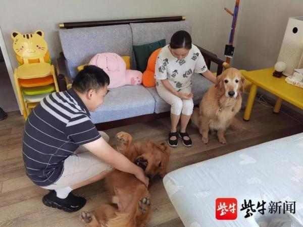 江蘇首隻導盲犬”退休”,接替它的是個會叼玩具哄小孩的”小暖男”