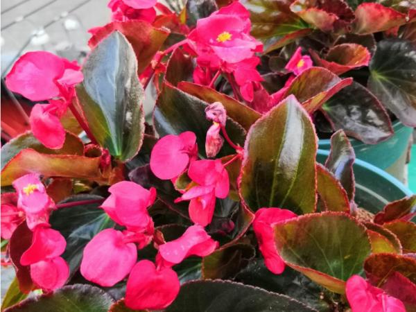 天熱花難養?試試這3種花,好養好開花,適合懶人養 天熱花難養?試試這3種花,好養好開花,適合懶人養