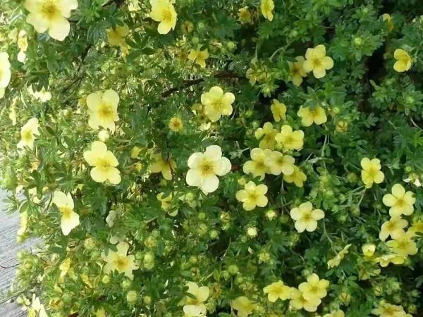 櫧溪河邊偶遇“格桑花” 櫧溪河邊偶遇“格桑花”