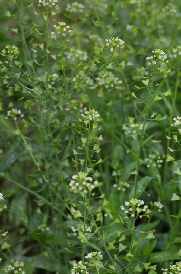 38種路邊的野菜，常常見到但不一定都認識，看你吃過幾種？