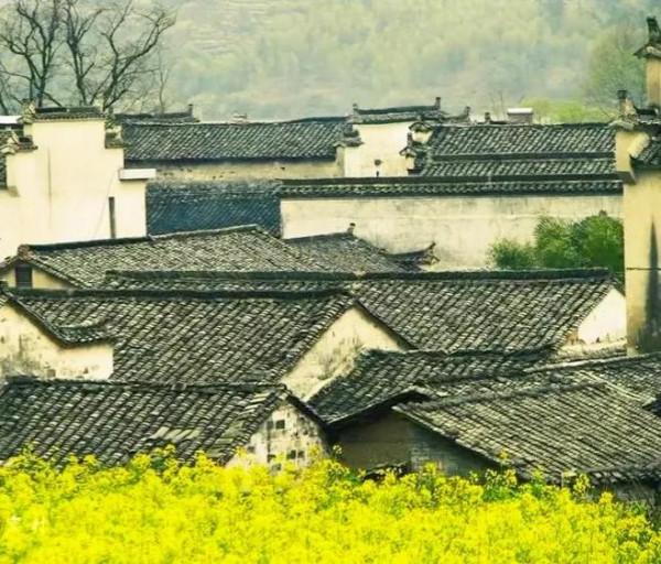 分享：油菜花海，芳香四溢，景色宜人，令人陶醉