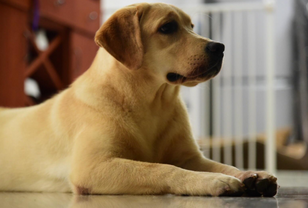 這幾類狗壽命“不長”，無法陪伴主人很久，你還養嗎？