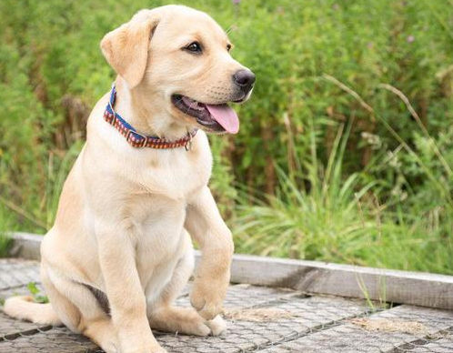 原來養拉布拉多有這麼多好處，難怪那麼多人養