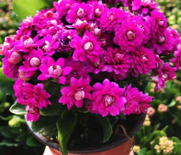 冬季養花的“3大技巧”，越冬更順利，枝葉鮮活花更旺