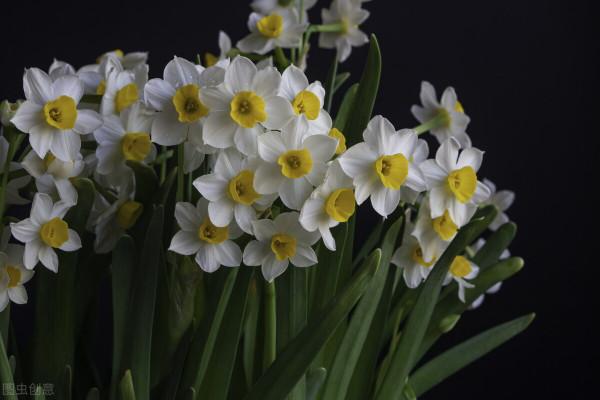 水仙花 大全 請欣賞 美極了