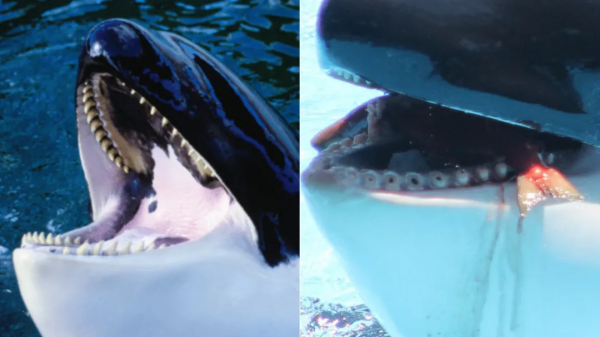 令人驚歎!30張震撼的對比照,看完姿勢大漲 令人驚歎!30張震撼的對比照,看完姿勢大漲