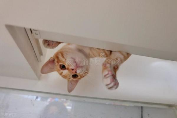 《平行貓間一一我養過的那些貓咪的故事》(七)