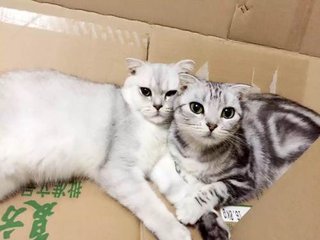 為什麼“英短”比“美短”受歡迎？原來是這幾點原因