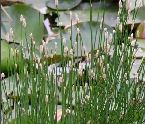 中藥古今研究：荸薺