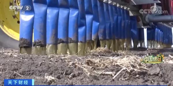 中國人每9碗飯中，就有1碗來自這裡！咱“中華大糧倉”產量或再創新高