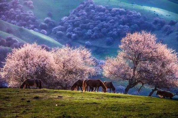 新疆就該這麼玩——北疆篇（北疆攻略，有這一篇就夠了）