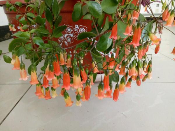 年宵花&OpenCurlyDoubleQuote;新寵&rdquo;&mdash;小宮燈，花似紅燈籠，美麗又喜慶，養護很簡單