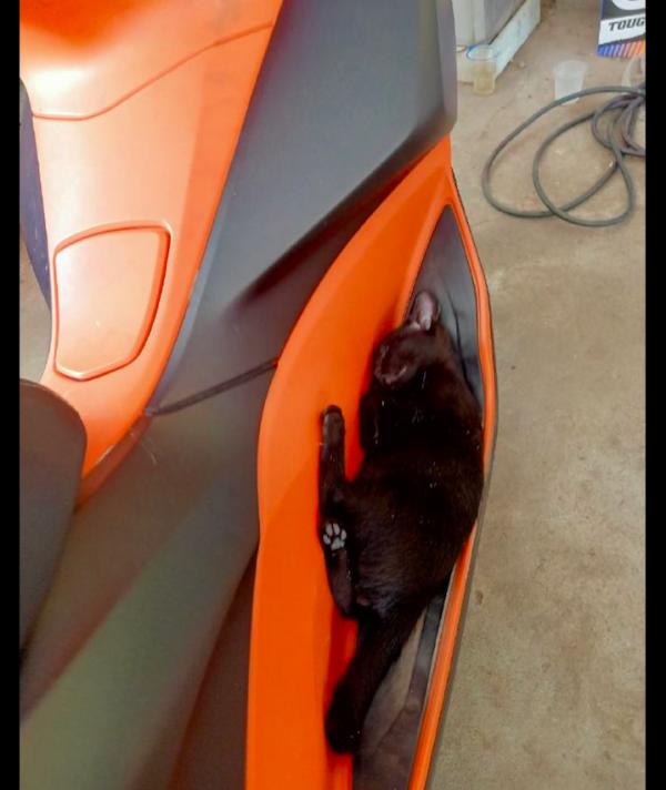 黑貓躺在摩托車腳踏處，差一點沒發現就騎走了，真會找地方啊