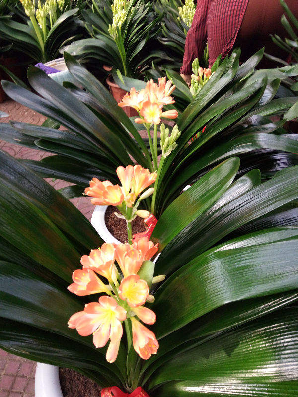 找老公就得找愛養花的，會疼人還細心，你家老公是這樣的嗎