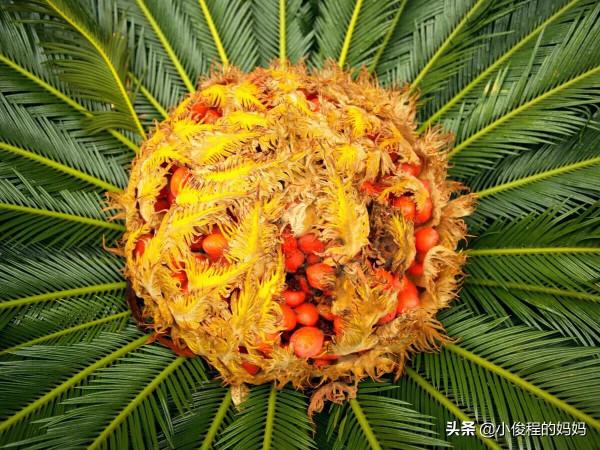 分享——鐵樹開花