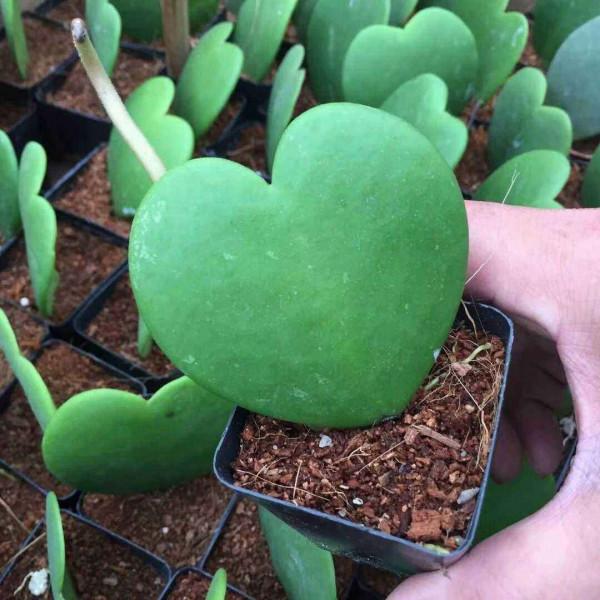 1種花名叫“心葉球蘭”,超耐陰還能爬藤,開花滿屋子香味 1種花名叫“心葉球蘭”,超耐陰還能爬藤,開花滿屋子香味