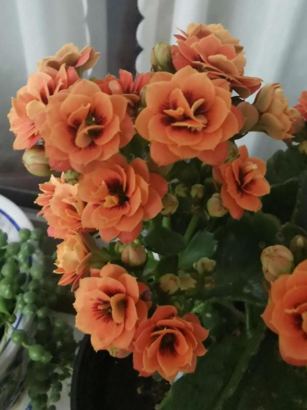 長壽花斯賓塞（奇幻橙）、 k41、摩爾