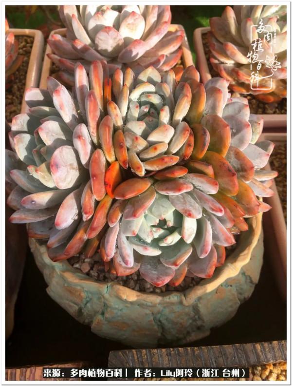 多肉是一個人的狂歡，小城多肉花壇準備出道啦