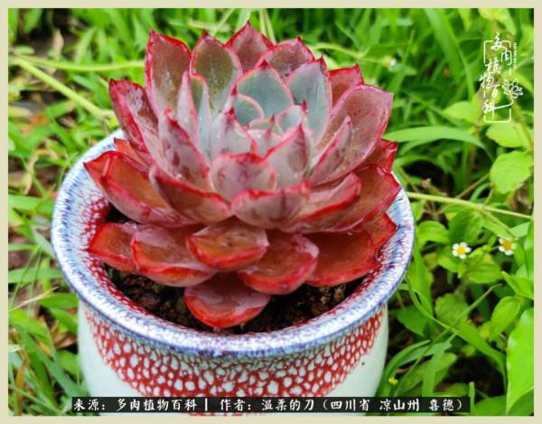 風吹過的夏天,你是仙子落凡間 風吹過的夏天,你是仙子落凡間