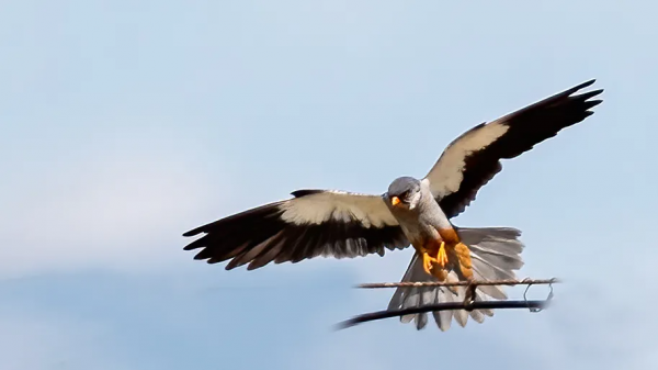 「山西鳥類圖鑑」| 紅腳隼